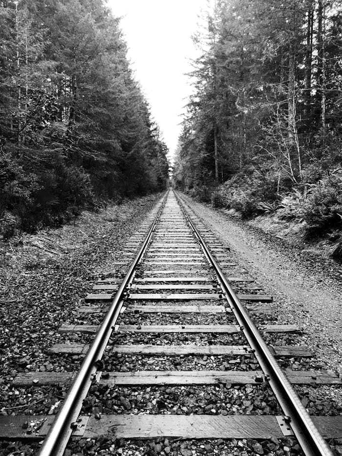 A black and white image of railway tracks through a dense forest, illustrating serenity and journey.